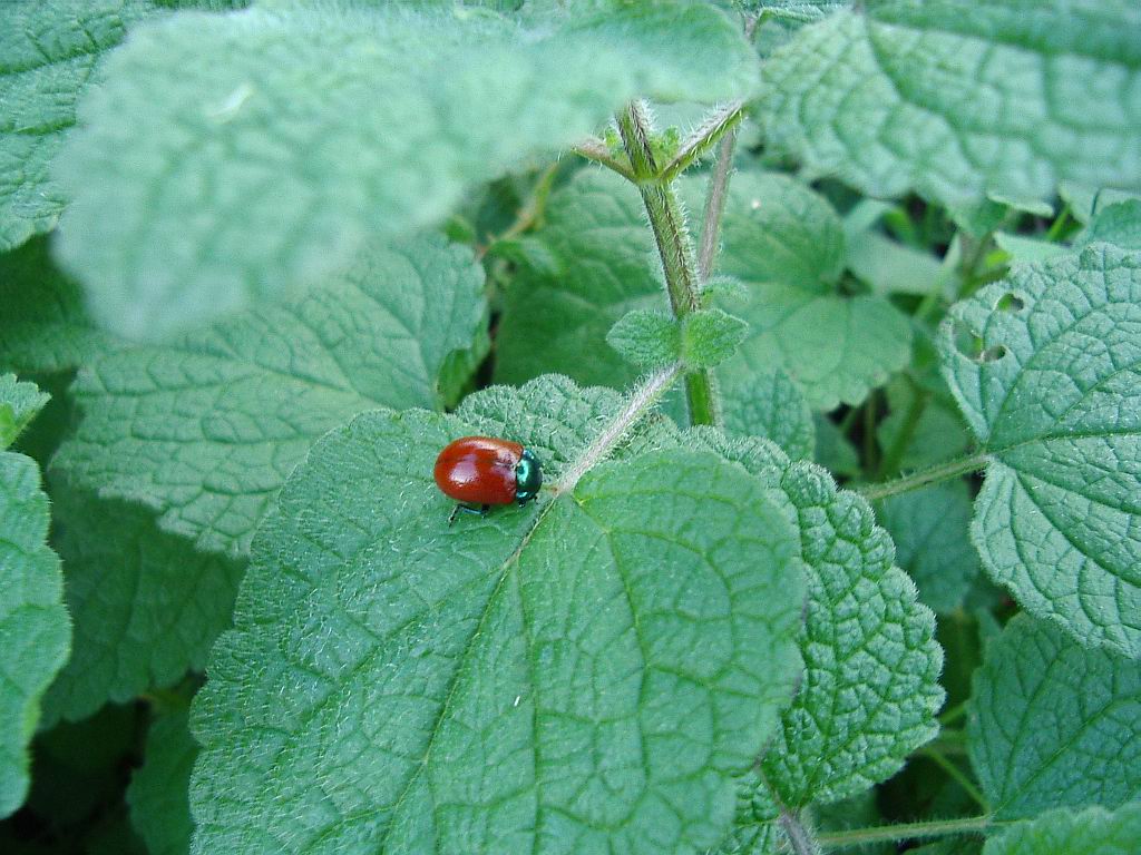 Chrysomelidae